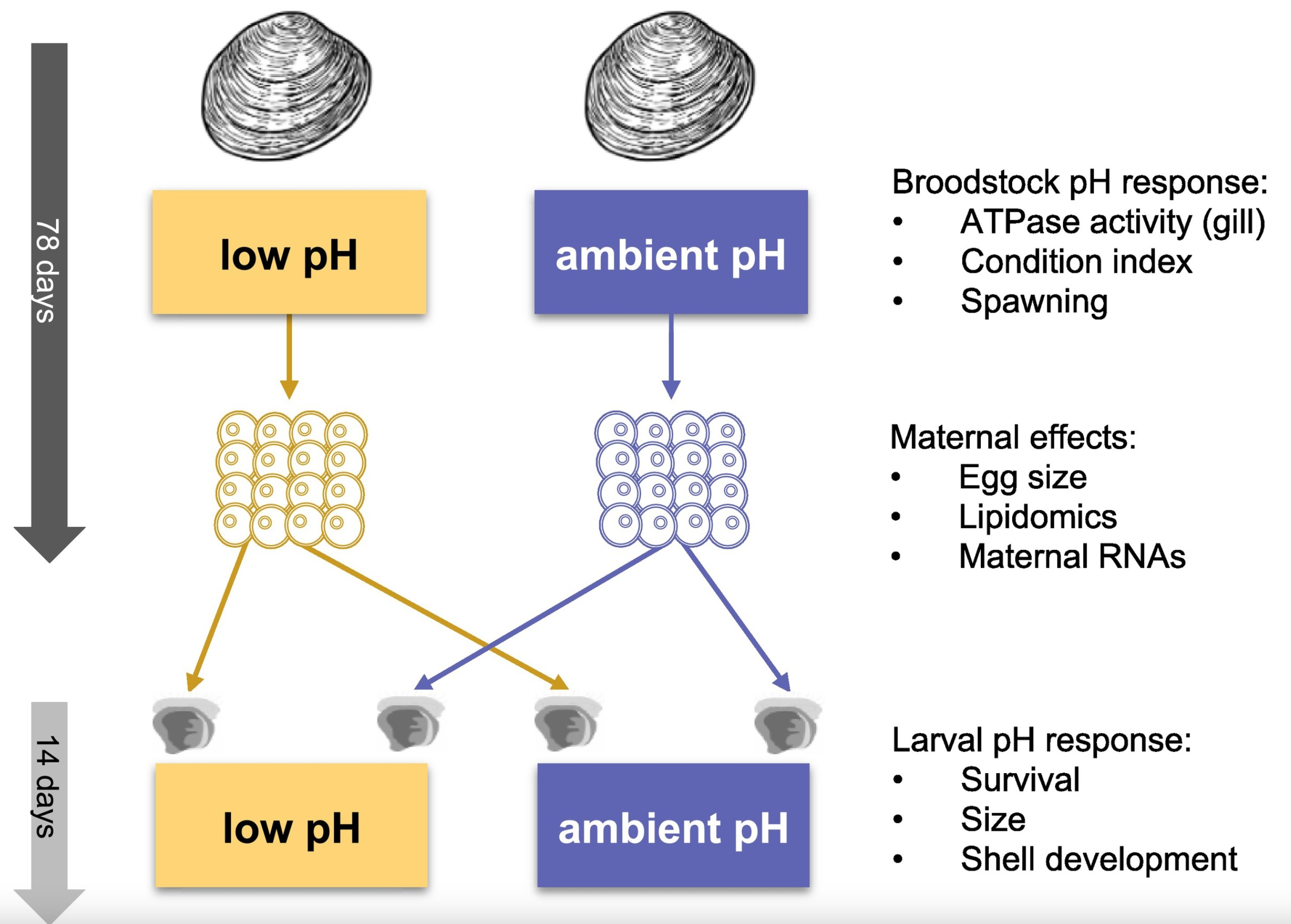 Experimental design schematic