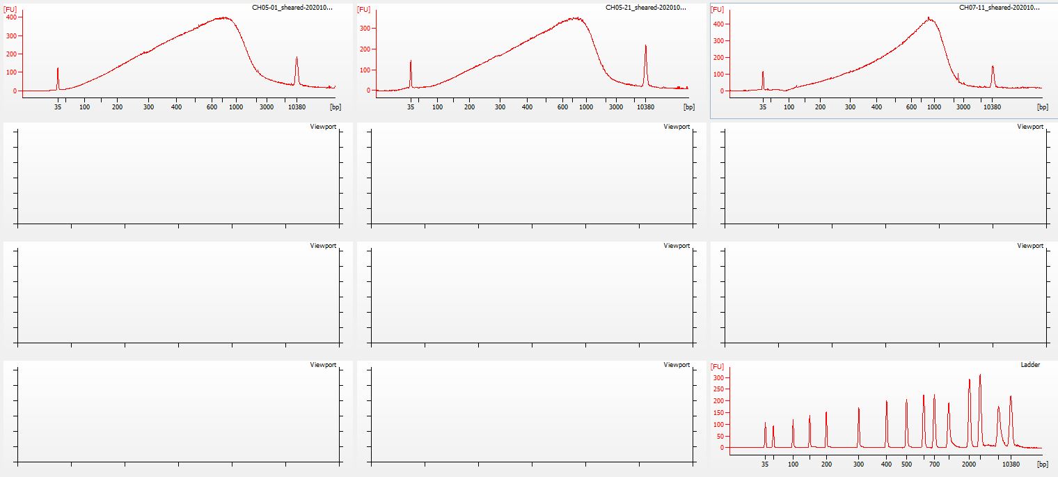 Sheared 20201026+10-cycles Bioanalyzer electropherogram - all samples