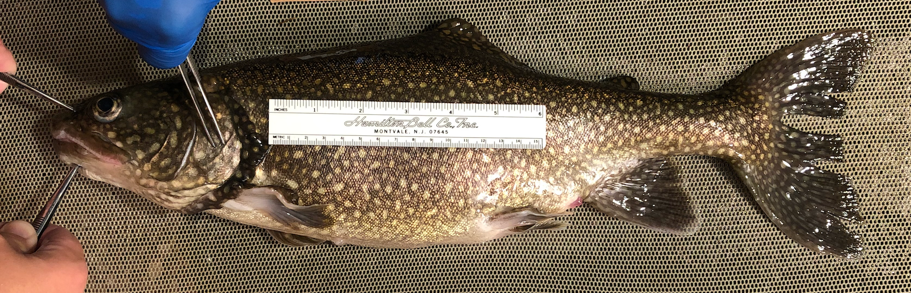 Lake Trout