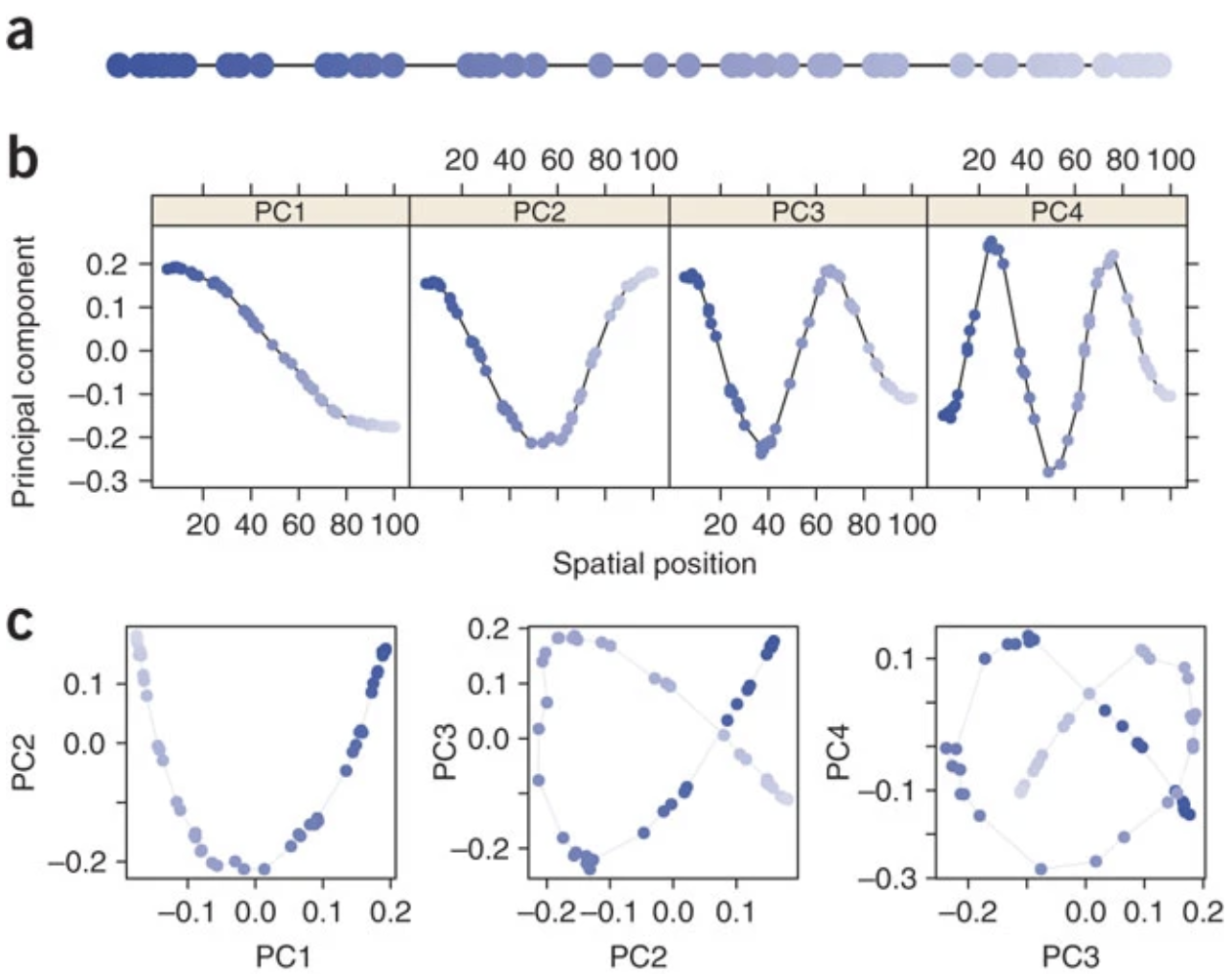 Figure 13. Figure 2 from @Novembre2008-gs. (a) Schematic of the one-dimensional habitat, with circles marking sampling locations and shades of blue marking order along the line. (b) One-dimensional PC maps (that is, plots of each PC element against the geographic position of the corresponding sample location). (c) Biplots of PC1 versus PC2, PC2 versus PC3, and PC3 versus PC4. Colors correspond to those in a. In many datasets without spatially referenced samples, the colors and the lines connecting neighboring points would not be observed; here they are shown to aid interpretation.