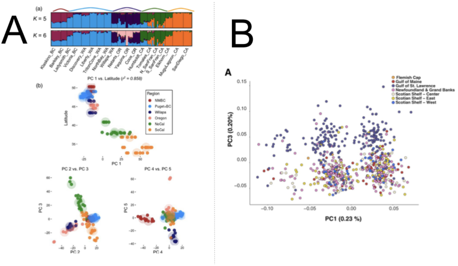 Figure 2. PCA plots from two studies (A) from Figure 2 in @sillimanPopulationStructureGenetic2019, showing population structure results for 19 Ostrea lurida populations Plots of individual admixture determined using the program STRUCTURE (top) and PCA plots for PCs 1–5. PC1 is plotted against the latitude of the sampling site, then PC2 versus PC3 and PC4 versus PC5 and (B) from Figure 2 in @kessPutativeStructuralVariant2021, showing PCA scores of 734 individuals of Atlantic Halibut (Hippoglossus hippoglossus) from samling sites on the North West Atlantic on PC1 and PC3 axes from PCA on 86 043 SNPs, highlighting population structure (PC3) and a putative inversion (PC1). In both plots, colors refer to the phylogeographic regions of each sample.