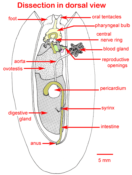 Armina anatomy.gif