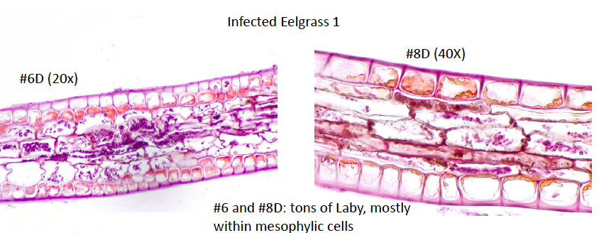 Laby infected eelgrass.png