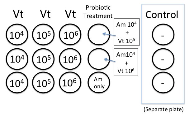 Oyster dz challenge diagram.jpg