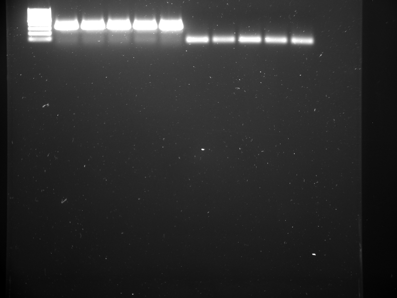 CgPCR5-4-15 (1).jpg