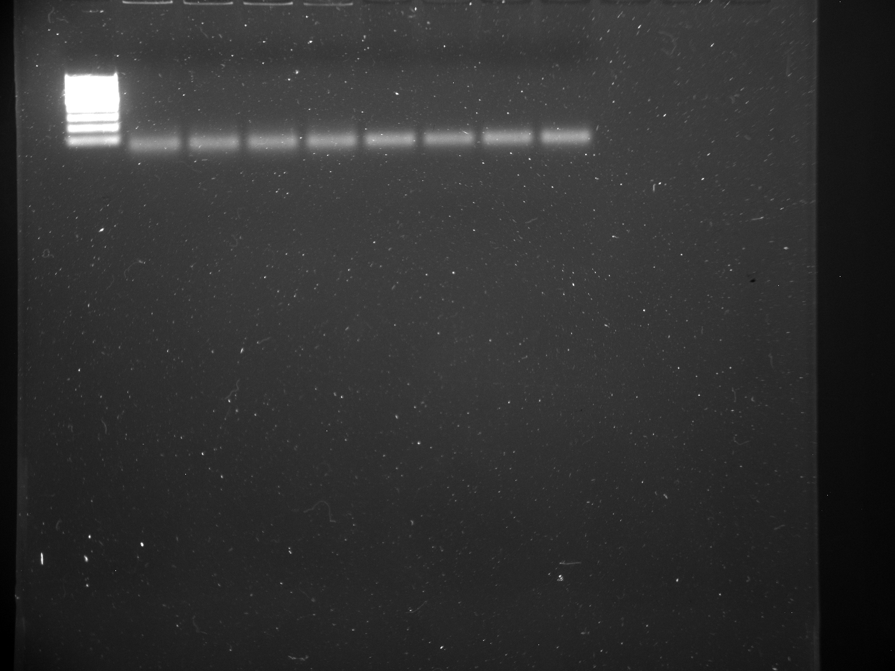 CgPCR_5-8-15.jpg