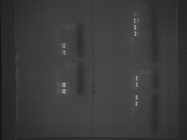 DNA_gel.jpg