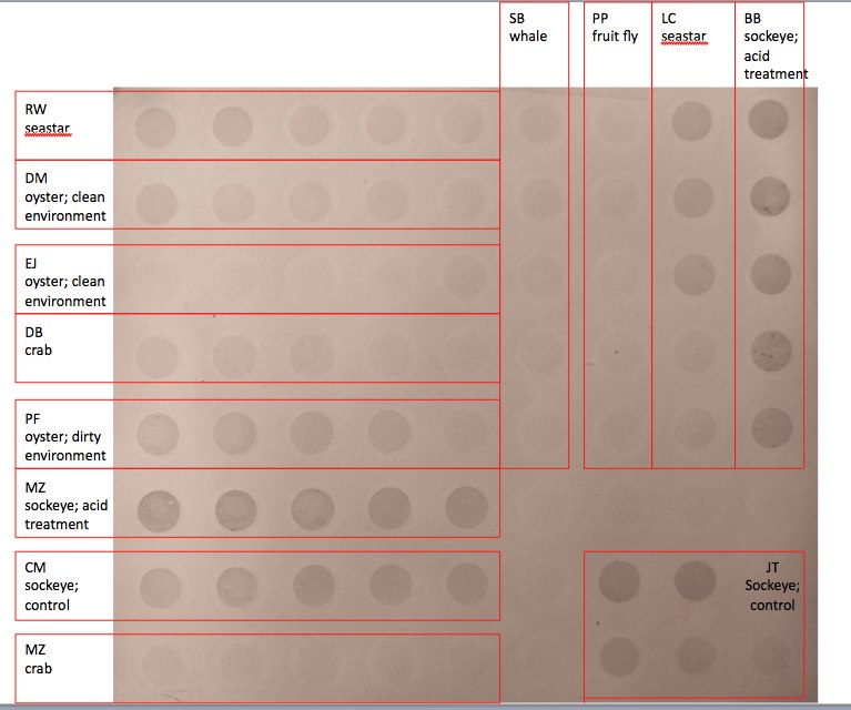 Dot_Blot_Results.jpg