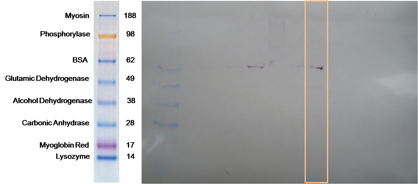 Fish541WesternBlot.png