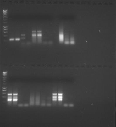 Gel2_PCR_FISH441F10.jpg