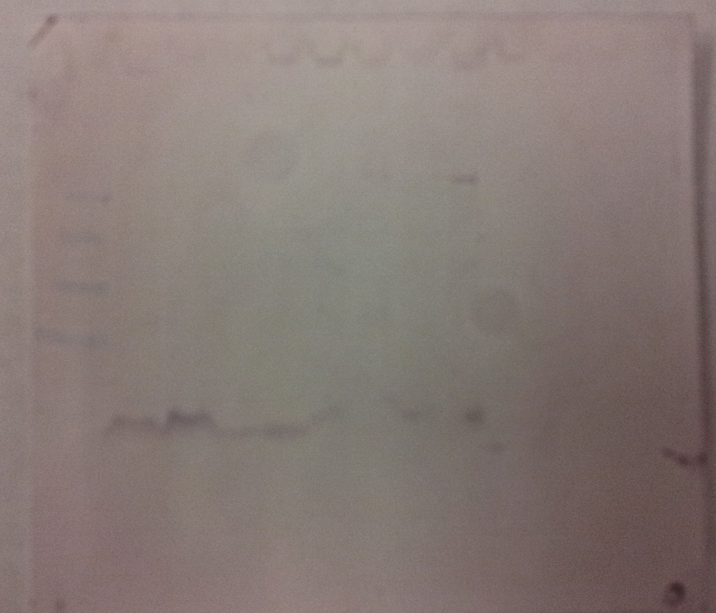 Kulesza- Oly western blot.jpg