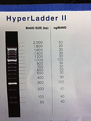 Ladder_cDNA.jpg