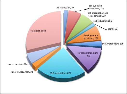 OA_Clam_BP_Preliminary_Pie.jpg