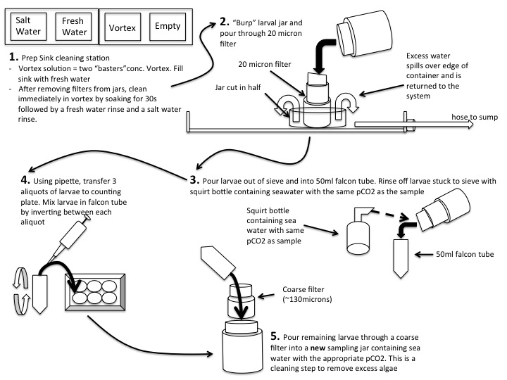 OA_larval_sampling_protocol.jpg