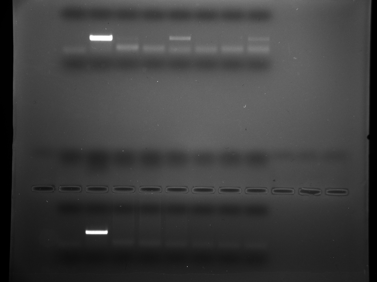 PCR_Cg_1,2,6,15_7-30-15.jpg