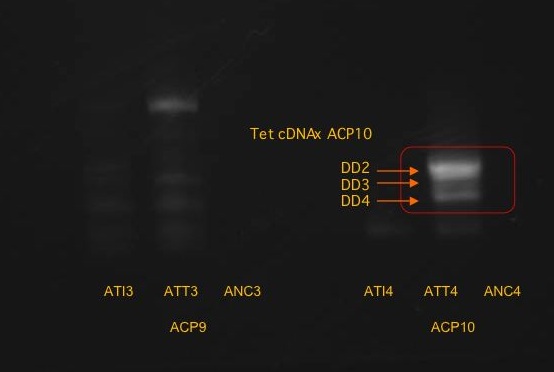 PCR_Closeup_July14B.jpg