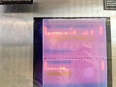 PCR_Gel_result.jpg