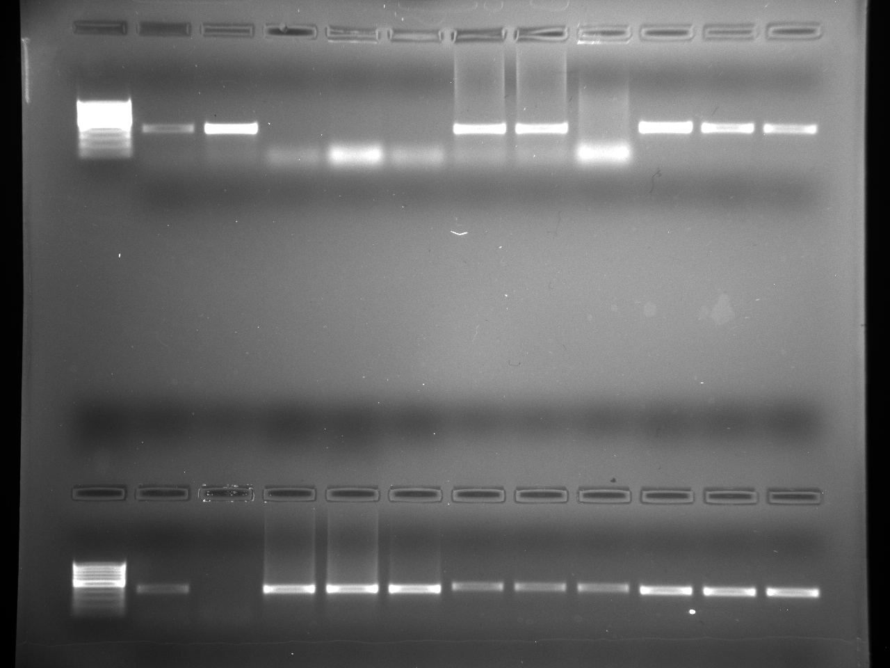 PCR_Pg_13,14,15,17,21,22_7-29-15.jpg