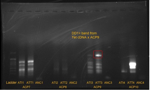 PCR_Results_July14C.jpg