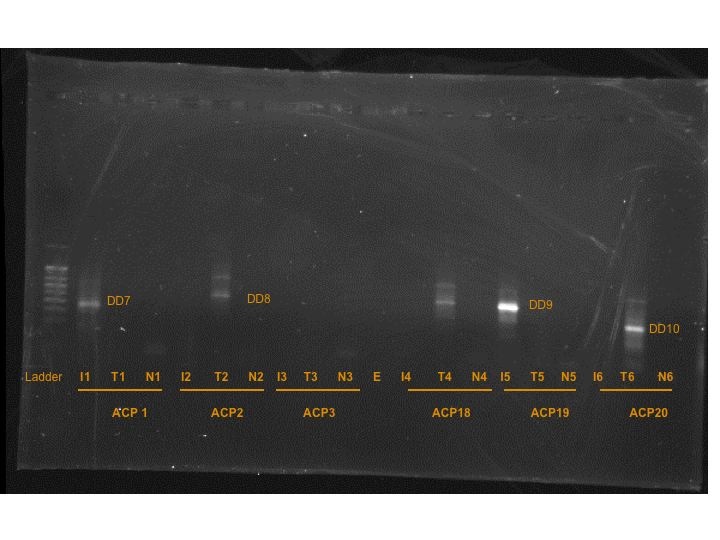 PCR_Results_July16.jpg