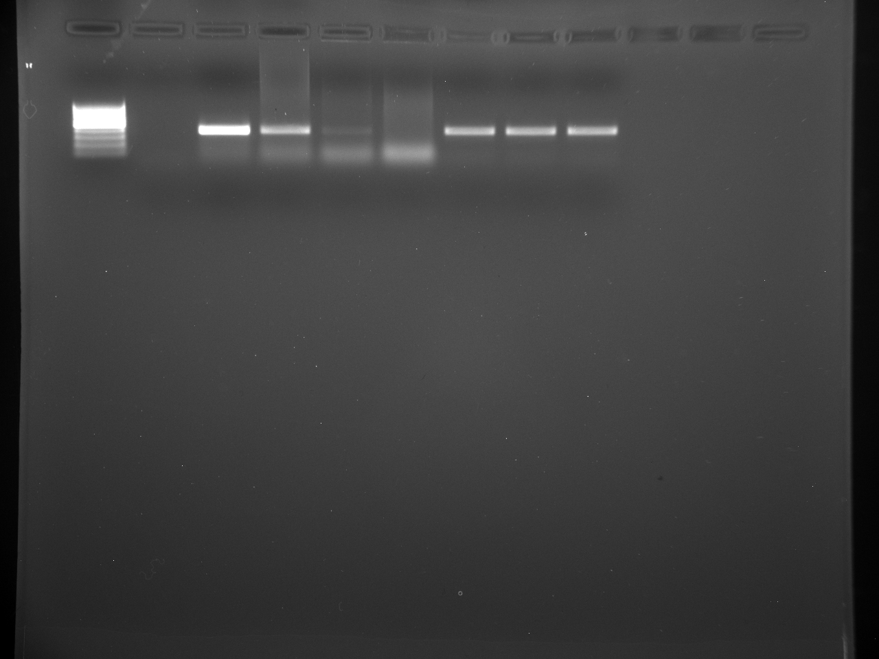 PCR_Test_14-15_7-28-15.jpg