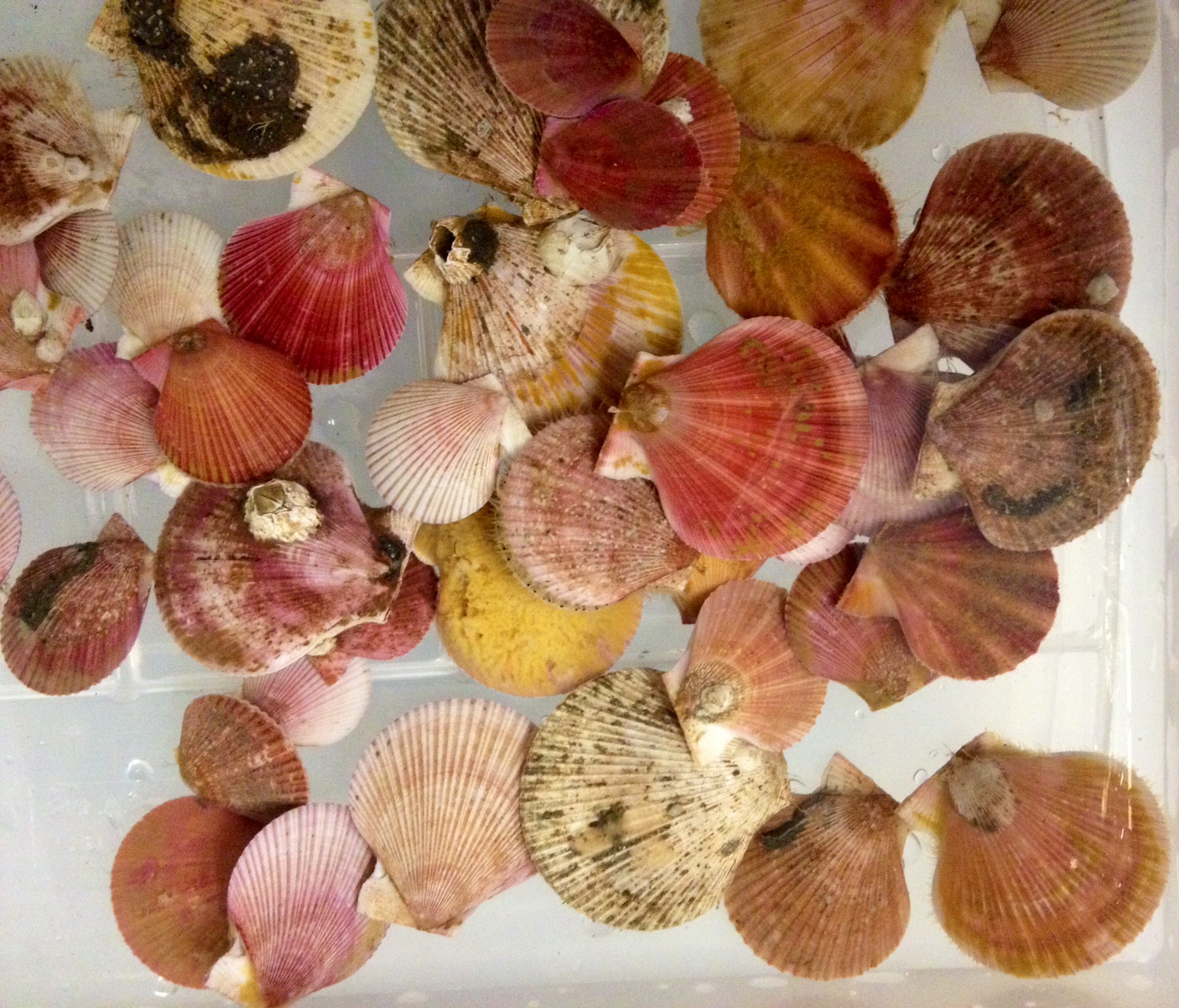 Scallops_FISH441_Lab.jpg