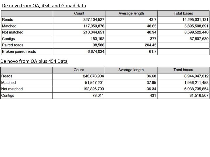 Summary_statistics_for_clam_OA_NGS_Slide2.jpg