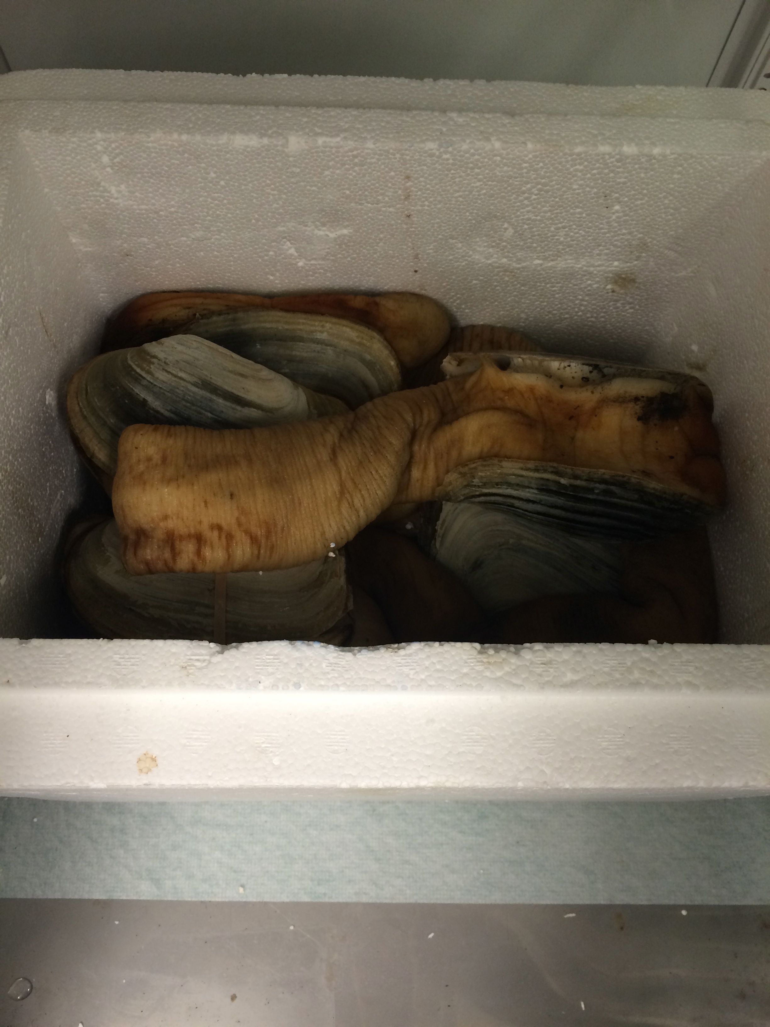 geoducks_fridge.jpg