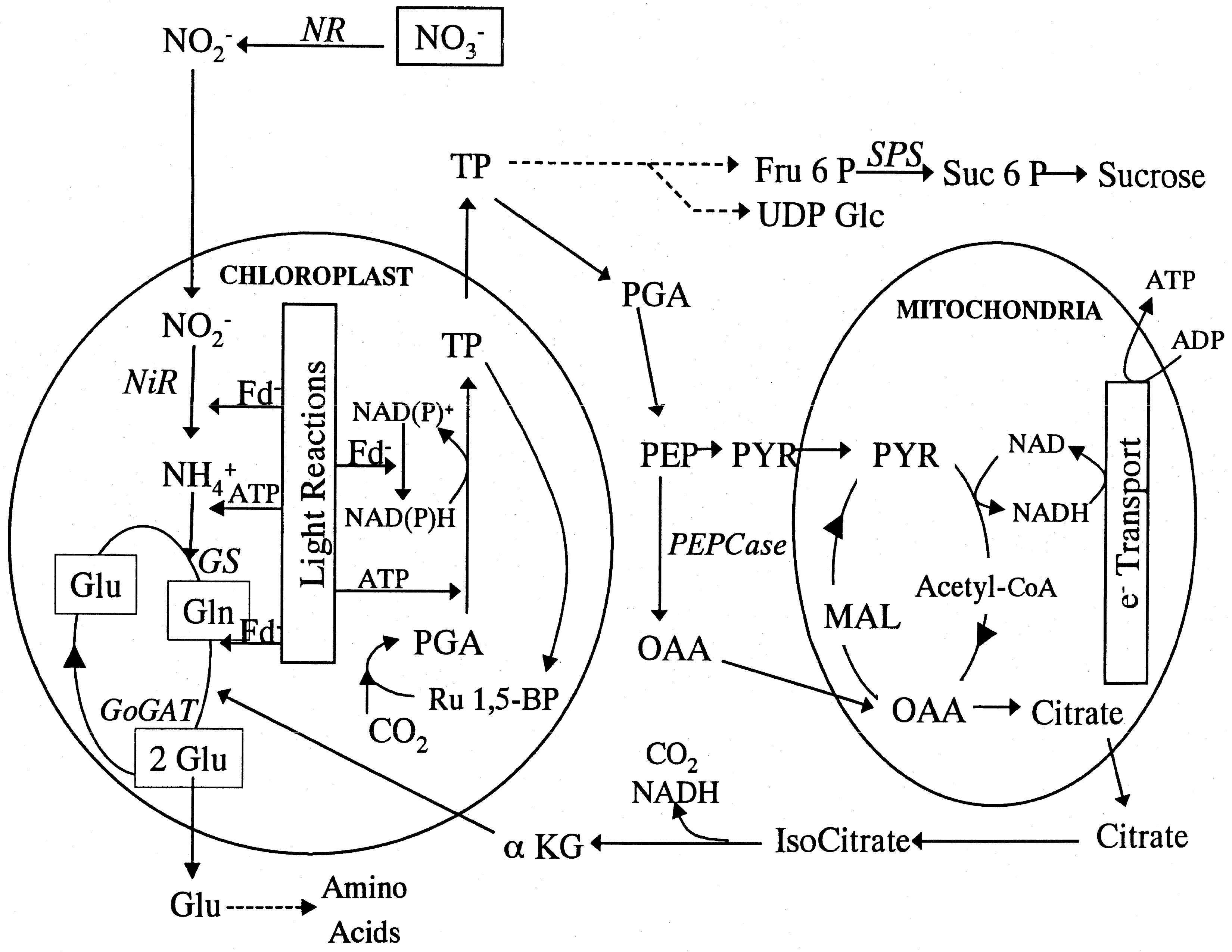 nitrogenmet.jpg