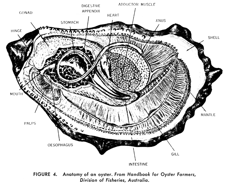 oyster_anatomy.gif