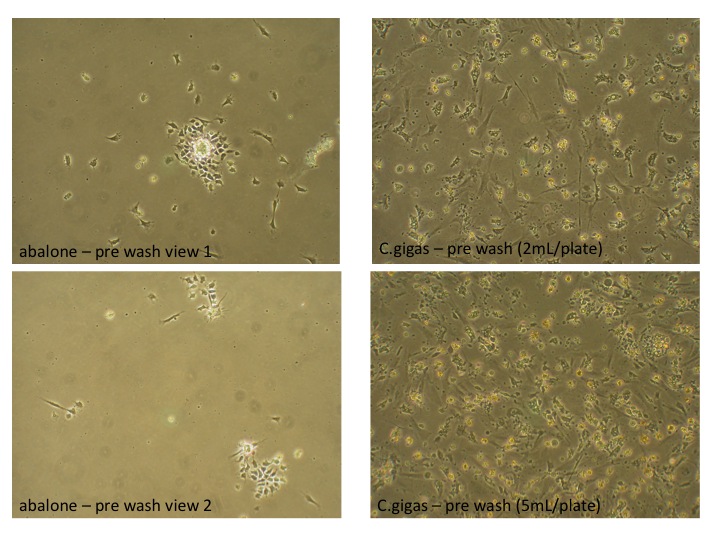 prewash_cells_120208.jpg