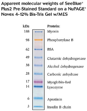 protein_ladder.jpg