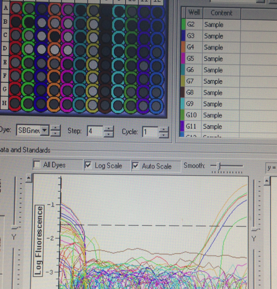 qPCR plate 1 PM.png