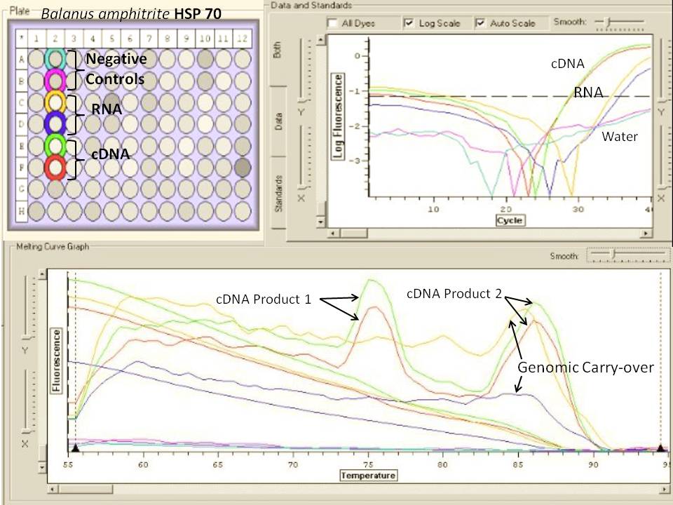 rt_pcr.jpg